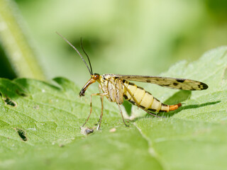 Panorpa germanica mâle en train de se nourrir sur une feuille, scorpion des mouches, insecte de l’ordre des Mécoptères
