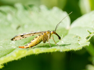 Panorpa germanica mâle en train de se nourrir sur une feuille, scorpion des mouches, insecte de l’ordre des Mécoptères