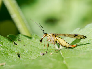 Panorpa germanica mâle en train de se nourrir sur une feuille, scorpion des mouches, insecte de l’ordre des Mécoptères