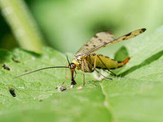 Fototapeta premium Panorpa germanica mâle en train de se nourrir sur une feuille, scorpion des mouches, insecte de l’ordre des Mécoptères