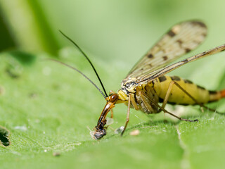 Panorpa germanica mâle en train de se nourrir sur une feuille, scorpion des mouches, insecte de l’ordre des Mécoptères