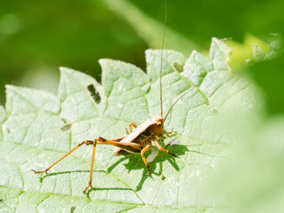 Pholidoptera griseoaptera en milieu naturel, dectique grisâtre sur feuille et tige, orthoptère de la famille des Tettigoniidae
