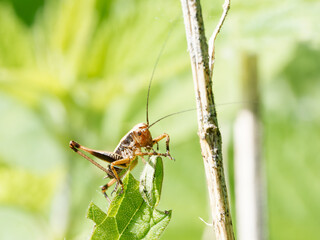 Pholidoptera griseoaptera en milieu naturel, dectique grisâtre sur feuille et tige, orthoptère de la famille des Tettigoniidae