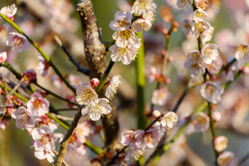 早春に咲く淡いピンクの梅の花