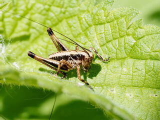 Pholidoptera griseoaptera en milieu naturel, dectique grisâtre sur feuille et tige, orthoptère de...