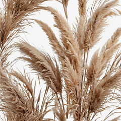 Fototapeta premium wheat ears on a white background