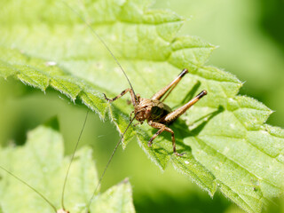 Pholidoptera griseoaptera en milieu naturel, dectique grisâtre sur feuille et tige, orthoptère de la famille des Tettigoniidae