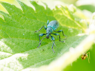 Phyllobius pomaceus sur feuille d’ortie, charançon vert métallique, coléoptère de la famille des Curculionidae