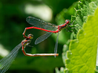 Accouplement de nymphes au corps de feu (Pyrrhosoma nymphula) sur feuille, zygoptères rouges en milieu naturel