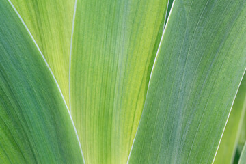 Macro Closeup of Iris Leaves
