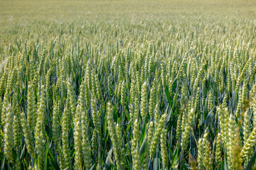 Selective focus of green rye grain on the field, Farmland with barley (gerst) Hordeum vulgare or...