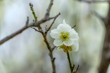 白梅の花が咲く早春の風景