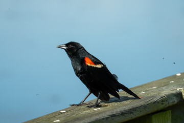red winged black bird stands on wood in Cattail Marsh Scenic Wetlands, Beaumont, Texas