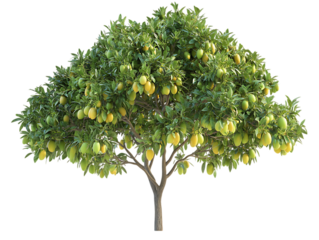 Full lemon tree, ripe fruits, green leaves, isolated background