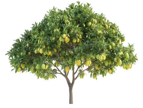 Full lemon tree, ripe fruits, green leaves, isolated background