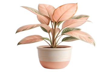 Beautiful watercolor illustration of a pink and green aglaonema plant in a decorative pot