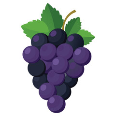 Bunch of dark purple grapes isolated on a white background. Perfect for organic branding, botanical prints, packaging design, kitchen wall art, recipe books, skincare labels, and logo design.