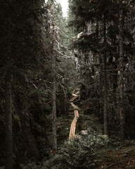A wooden boardwalk winds through a deep forest gorge surrounded by rugged cliffs and dense...