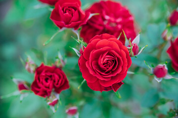 Pink garden rose on a bush in the summer garden. Juicy bright greenery, blurred background. Beauty is in nature. A blooming flower.