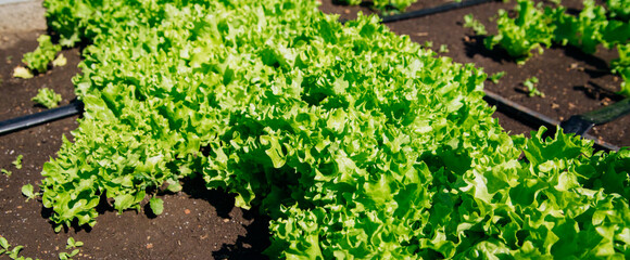 Green lettuce leaves in the garden. Natural background and texture. Organic farm. Healthy eating. Foods rich in vitamins. Agricultural industry.