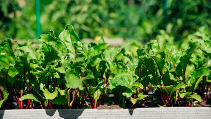 Green beet leaves with red stems. Beets in the garden. Young beets in the spring.
