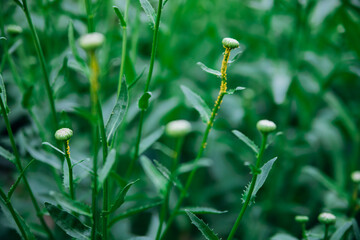 Aphids infect chamomile stems. Gardening. Insect protection.