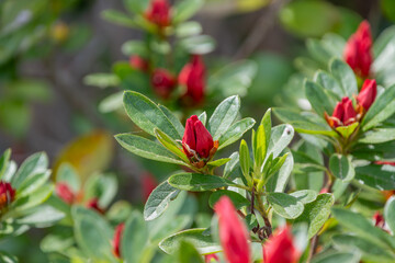 開花直前の赤いつつじの蕾と緑の葉のコントラスト