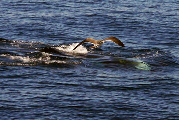 Seagull and Common Dolphin, California 2014