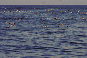 Gulls Descend on the Remains of an Orca Kill, Pacific Ocean 2014