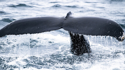 humpback whale fins in the water