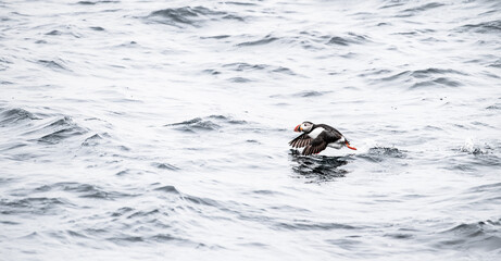 atlantic puffin bird in flight