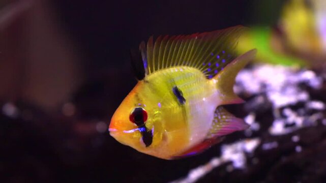 Freshwater fish in aquariums
