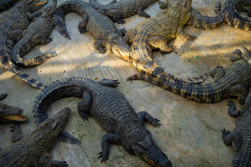 Group of crocodile lying relax in farm
