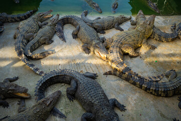 Group of crocodile lying relax in farm