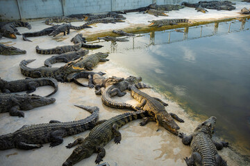 Group of crocodile lying relax in farm
