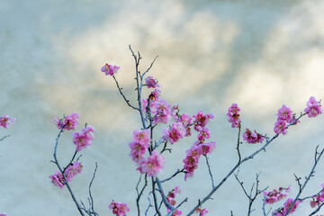 梅の花が咲く早春の枝とやわらかな背景の壁