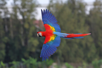 Colorful Scarlet Macaw parrot flying in the sky. Free flying bird