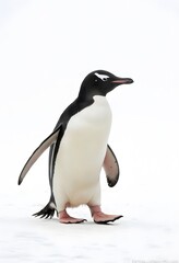 Fototapeta premium Cute Gentoo Penguin Walking on Snow in Antarctica. it ideal for concepts like wildlife, Antarctica, climate change