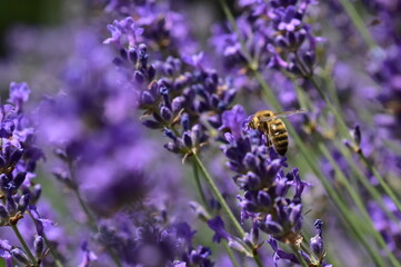 Biene an violetten Lavendelblüten