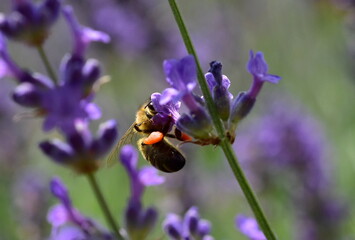 Biene an violetten Lavendelblüten