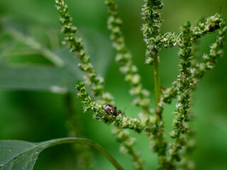 Predatory Stink bug on green leaf in Thailand