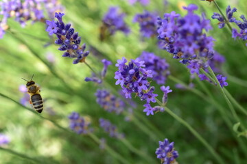 Biene an violetten Lavendelblüten