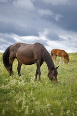 Photo of a horse with a foal in a meadow.

