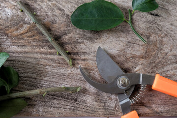 Garden secateurs plants with chopped cuttings with leaves on wood table.