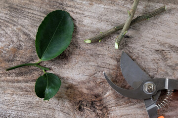 Garden secateurs plants with chopped cuttings with leaves on wood table.