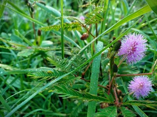 Macro of two pink Mimosa Pudica blossoms with dewy buds, fern-like leaves, and grass highlighting the fresh, vibrant beauty of this sensitive plant in the morning in Jember, East Java
