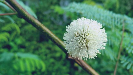 Close-up of a blooming white Leadtree flower with delicate, fluffy stamens on a slender branch, set against a soft green background highlighting its natural beauty and elegance