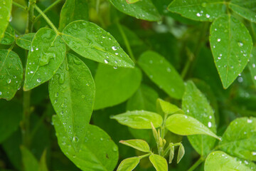 雨のしずくが乗っている緑の葉