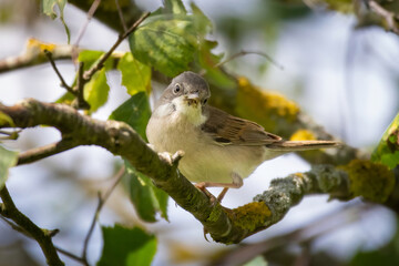 Fototapeta premium Common Whitethroat (Sylvia Communis) perched on branch