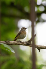 Female Redstart perched on a branch